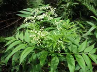 White Elderberry