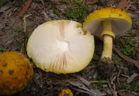 Australian Yellow Dust Amanita (Amanita flavella) plant