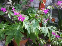 Geranium maderense