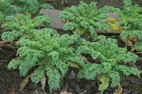 Cabbage