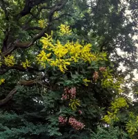 golden rain tree (Koelreuteria paniculata) plant