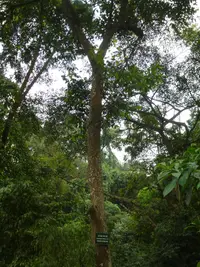 Castanopsis indica