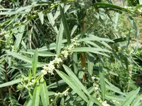 Aloysia