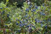 Highbush blueberry (Vaccinium corymbosum) plant