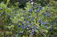 Highbush blueberry (Vaccinium corymbosum) plant