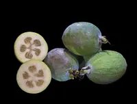 feijoa