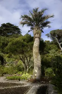 South American jelly palm (Butia capitata) plant