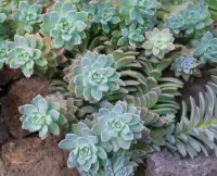 Graptopetalum paraguayense in the garden