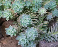 Graptopetalum paraguayense in the garden