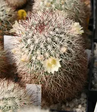 Mammillaria densispina