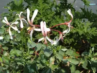 Pelargonium acetosum flowers