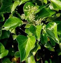 Atlantic Ivy (Hedera hibernica) plant