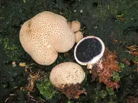 common earthball