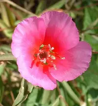 farewell to spring (Clarkia amoena) plant