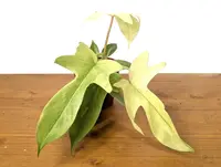 Philodendron (Philodendron 'Florida Ghost') plant