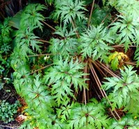 Madeira Cranesbill (Geranium maderense) plant