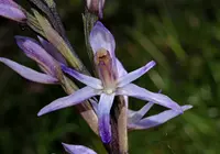 Limodorum trabutianum