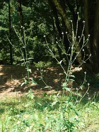 herb of the cross