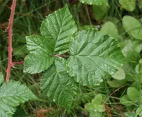 Rubus wahlbergii (Rubus wahlbergii) plant
