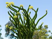 Madagascar Ocotillo (Alluaudia procera) plant