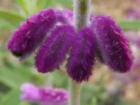 Salvia