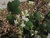 whiteflower currant
