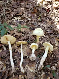 Coker's Lavender Staining Amanita