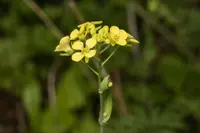 Aleppo Woad