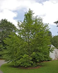 Japanese stewartia (Stewartia pseudocamellia) plant