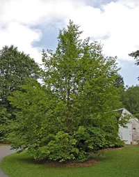 Japanese stewartia (Stewartia pseudocamellia) plant