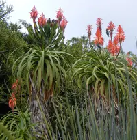 French Aloe