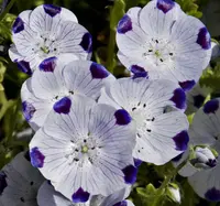 fivespot (Nemophila maculata) plant