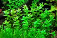 Bacopa caroliniana leaf