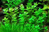 Bacopa caroliniana leaf