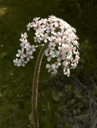 Indian rhubarb