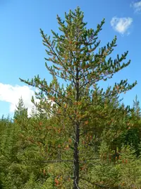 Jack Pine