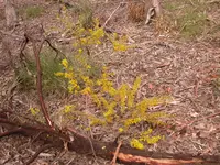 box-leaved wattle