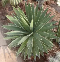 Agave funkiana (Agave funkiana) plant
