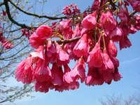 Taiwan Cherry (Prunus campanulata) plant