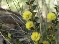 ploughshare wattle