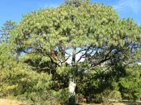 Mexican Weeping Pine