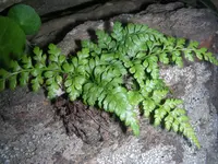 Asplenium balearicum plant