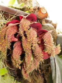 Bulbophyllum phalaenopsis