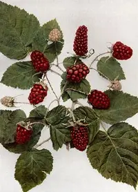 loganberry