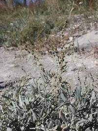 sea purslane