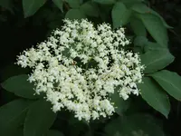 Sambucus australis