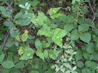 roughfruit fairybells