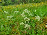 pignut (Conopodium majus) plant