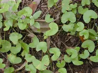 Pennywort