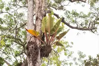 Philodendron melinonii